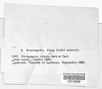 Plasmopara viticola image